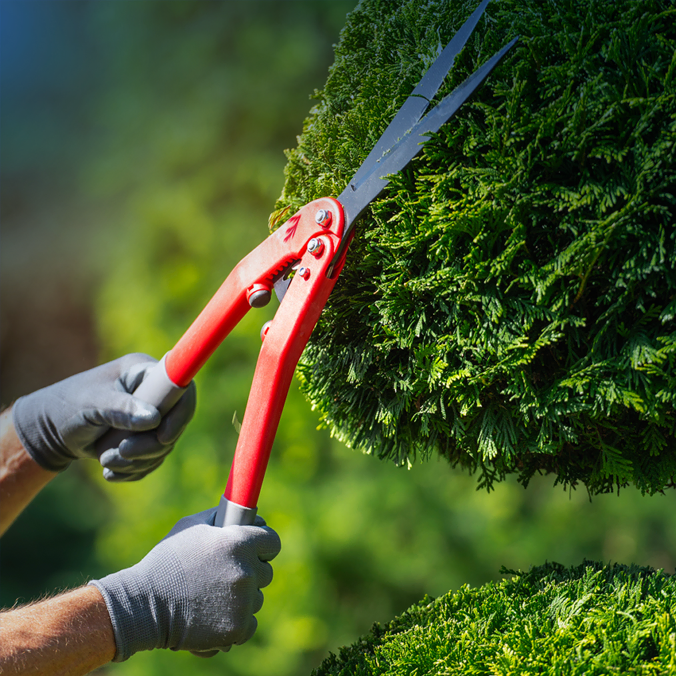 Une personne portant des gants gris utilise des cisailles de jardin à manche rouge pour tailler un buisson vert bien formé à l'extérieur.